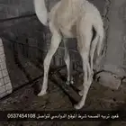 قعود تربيه