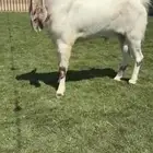 للبيع تيس مطور نادررر
