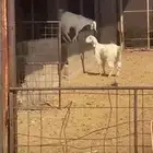 جفار ضايعه وخروف حري