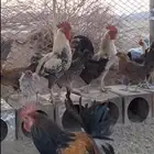دجاج بلدي