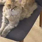 قطة مفقودة حي الشروق