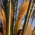 غرايس نخل برني وحلوه وطيبه وشقراء ومكتومي