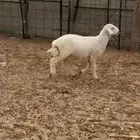 طلي للبيع