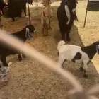 معز مشاريك