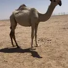 بكره شقحاء .حقه