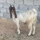 عنز خصم للبيع