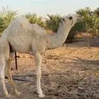 قعود مشروع فحل