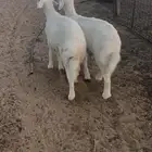 هرافي حري ونعيم