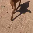 عناق فل مغلقه