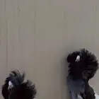 حمام زوج تب جاكبينو