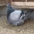 ذكر فرش فخم