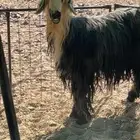 فحول نجديه ثني وسديس شرط النسف والقريع الموقع حايل