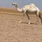 ناقة وضحا متلي