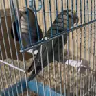 طيور روز و انتاجها