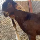 تيس