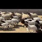 غنم نعيم مطافيل