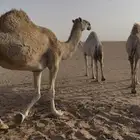 حمراء شاق نصوف