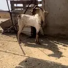 فحل بيشي