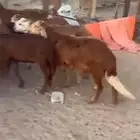 سواكني حمري