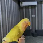 روز لاتينو هدد