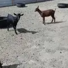 جفرتين وتيس مورسيانو