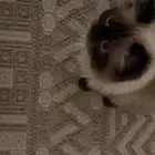 قط هملايا