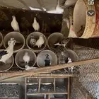 حمام بكستاني بلدي