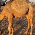 قعود قصب