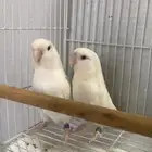 جوز روز البينو منتج