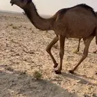 حقه صفرا كفو