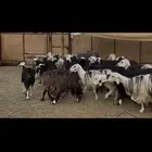 ضان نجد مراح دفيع