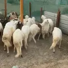 غنم