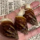 حلزون افريقي عملاق