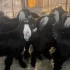 مخاصي طيبه تيوس