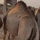 قعدان مرابي شرط