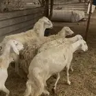 تم البيع
