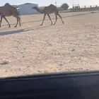 مفروده كفوو