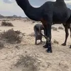 بعير مجهم كفو