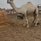 فحل تمامي كفو