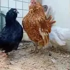 دجاج وديك بوم صحه ونظافه بياض