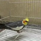 بيع طيور مستعجل