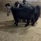 معزا عورض