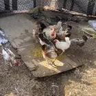 دجاج بياض