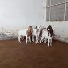 جفار هجين بورقوت