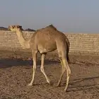 للبيع بكره حقه طيبه