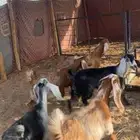 جفار للبيع