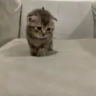 كيتن قطط بسس سكوتش فولد بيور للبيع