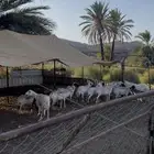 ضان صمع للبيع