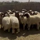 خرفان ورخال نعيم