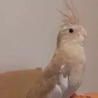 كروان للبيع